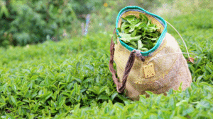 Çaydan zeytinyağına kadar hileli ürünler ortaya çıktı: Bakanlık ifşa etti – Birlik Haber Ajansı