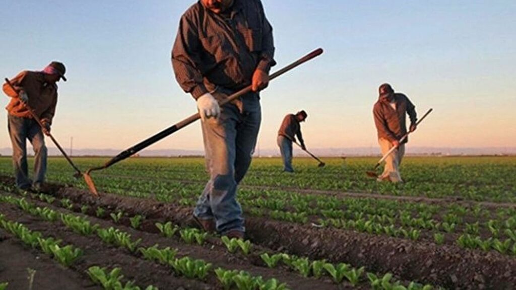 Çiftçilere 1,7 milyar liralık destekleme ödemesi yapılıyor – Birlik Haber Ajansı