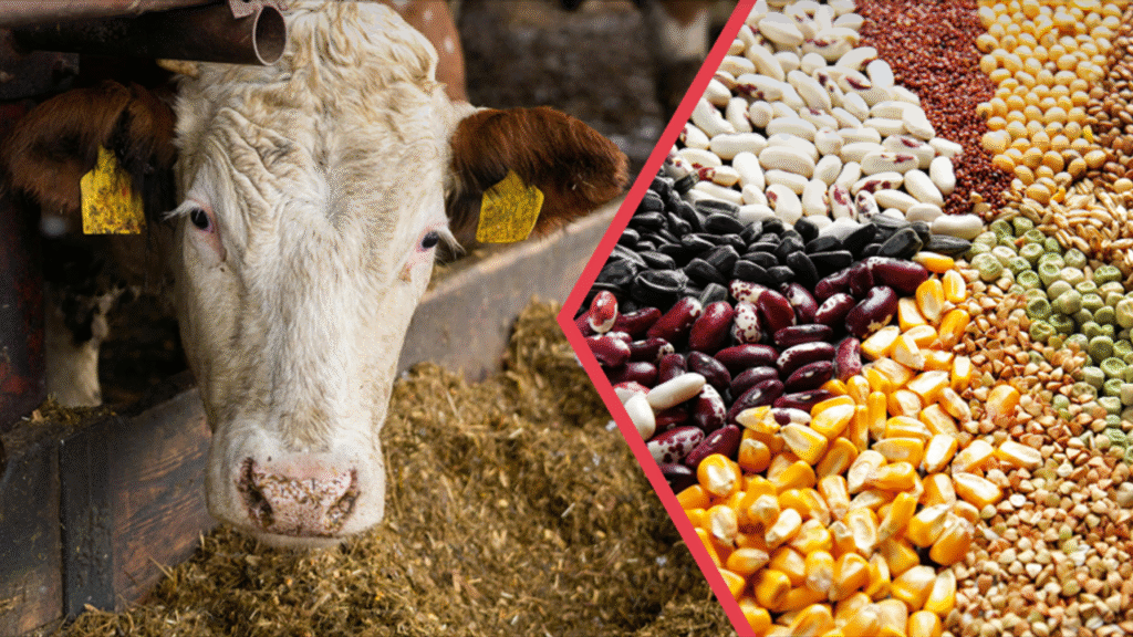 344 Milyonluk Tarımsal Destek Hesaplara yatırıldı – Birlik Haber Ajansı