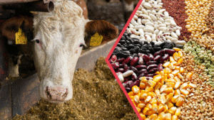 344 Milyonluk Tarımsal Destek Hesaplara yatırıldı – Birlik Haber Ajansı