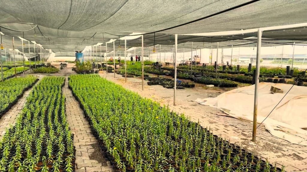 Eyyübiye’nin çiçekleri Eyyübiye Sera Kent’ten – Birlik Haber Ajansı