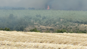 Silivri’de otluk alanda başlayan yangın ormana sıçradı – Birlik Haber Ajansı