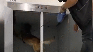 Gümrükten dev operasyon: 1,6 milyar lira uyuşturucu yakalandı – Birlik Haber Ajansı