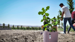 Miniklerin yetiştirdiği meşe palamutları Ata Çiftliği’nde doğayla buluştu – Birlik Haber Ajansı