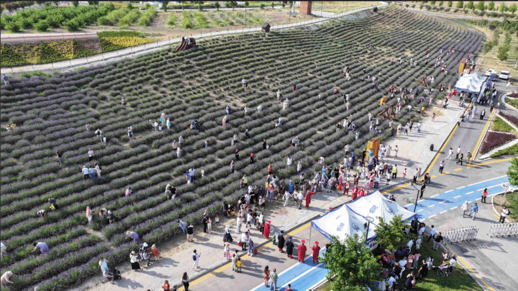 Ata Çiftliği’nde lavanta hasat şenliği – Birlik Haber Ajansı