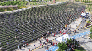 Ata Çiftliği’nde lavanta hasat şenliği – Birlik Haber Ajansı