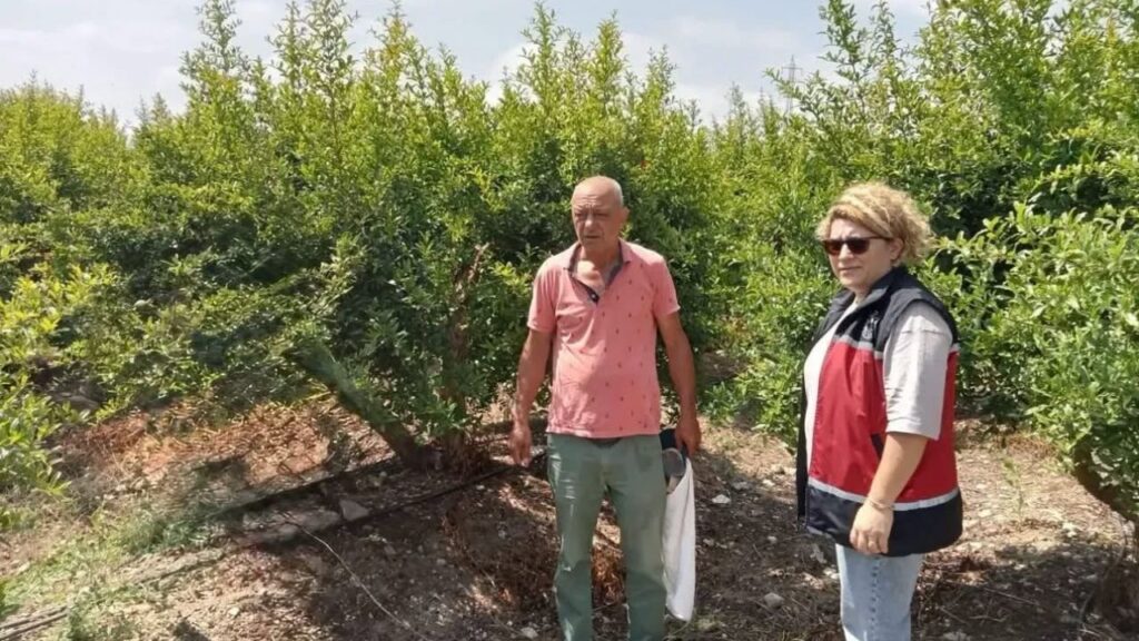 Serik’te nar bahçelerinde biyolojik mücadele öncesi inceleme – Birlik Haber Ajansı