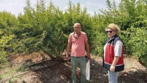 Serik’te nar bahçelerinde biyolojik mücadele öncesi inceleme – Birlik Haber Ajansı