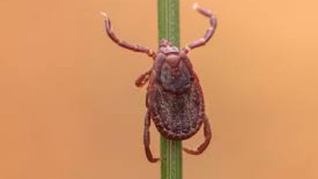 İstanbul’da görülen “Rhipicephalus” türü keneler tehlike oluşturmuyor – Birlik Haber Ajansı