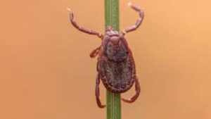 İstanbul’da görülen “Rhipicephalus” türü keneler tehlike oluşturmuyor – Birlik Haber Ajansı