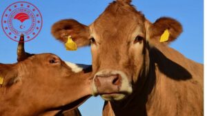 Bakanlıktan yapay et ve hayvan pazarı açıklaması: İddialar gerçeği yansıtmıyor – Birlik Haber Ajansı