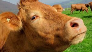 Tarım ve Orman Bakanlığı’ndan şap hastalığı açıklaması – Birlik Haber Ajansı