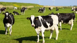 SAT-1 Tipi şap hastalığına karşı Türkiye genelinde aşılama seferberliği başlatıldı – Birlik Haber Ajansı