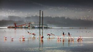 Kocaeli Büyükşehir’in Dip Çamuru Projesi’nde 2. etap: 170 hektar alan dip çamurundan arındırıldı – Birlik Haber Ajansı