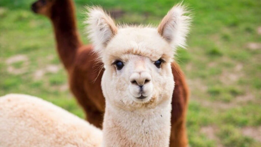 Fransa’dan şizofreni tedavisinde umut ışığı: Lamalar yardımcı olabilir – Birlik Haber Ajansı