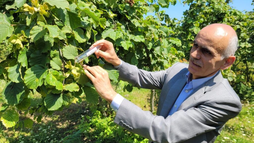 2025 Serbest Piyasa Fındık Fiyatını TMO Belirleyecek – Birlik Haber Ajansı