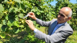 2025 Serbest Piyasa Fındık Fiyatını TMO Belirleyecek – Birlik Haber Ajansı