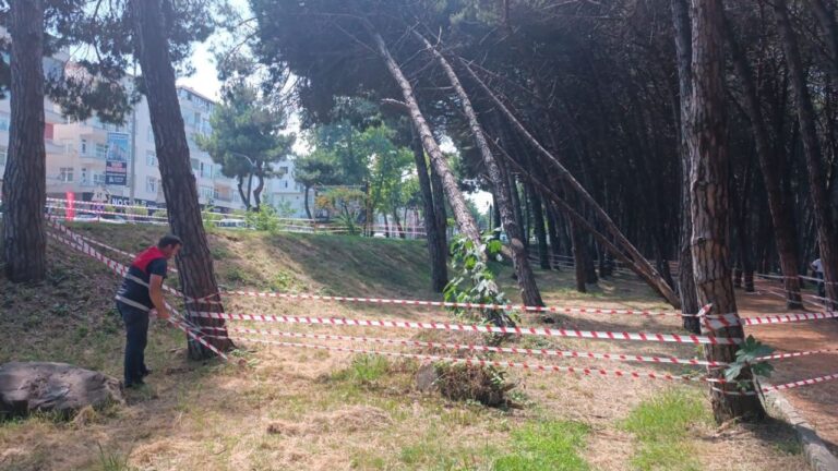 Can ve mal güvenliğini tehdit eden ağaçlara müdahale edilecek – Birlik Haber Ajansı