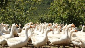 Ordu’da kaz yetiştiriciliği yaygınlaşıyor – Birlik Haber Ajansı