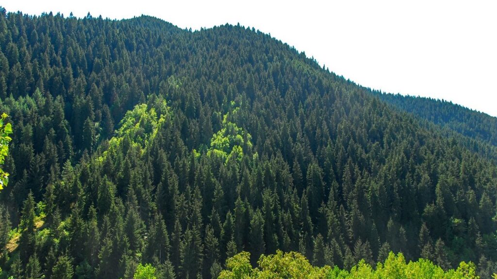 Türkiye’nin orman varlığı son 50 yılda 3,2 milyon hektar arttı – Birlik Haber Ajansı