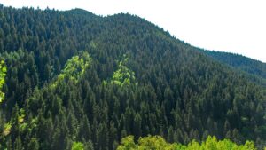 Türkiye’nin orman varlığı son 50 yılda 3,2 milyon hektar arttı – Birlik Haber Ajansı