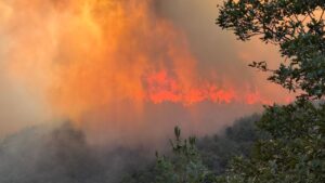 Sakarya-Bilecik sınırındaki orman yangını 4. gününde – Birlik Haber Ajansı