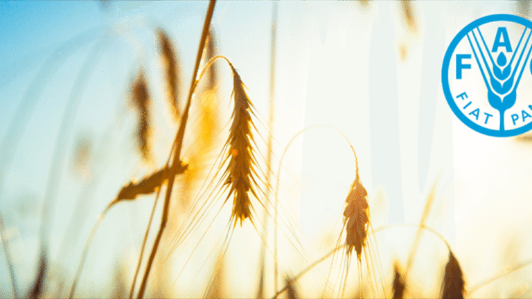 Türkiye, FAO üst yönetiminde – Birlik Haber Ajansı