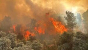 “Bırakalım o zaman ormanlar yansın öyle mi?” yangınlara karşı ortak akıl ve çözüm çağrısı – Birlik Haber Ajansı