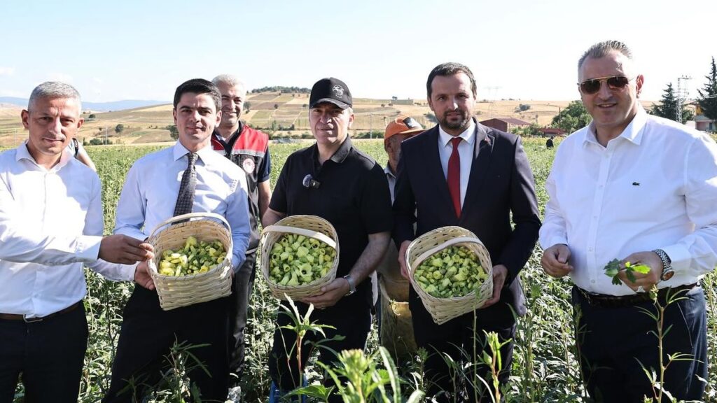 Amasya’nın çeyrek altını “çiçek bamyası” hasadı başladı – Birlik Haber Ajansı