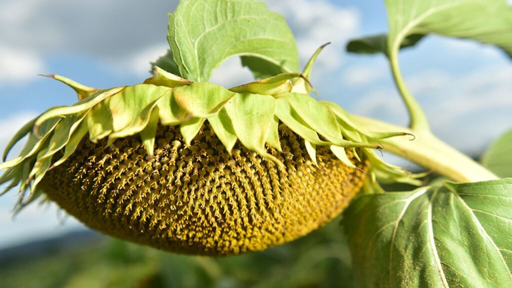Ayçiçeği tohumu ve yağında gümrük vergisi oranları değişti – Birlik Haber Ajansı
