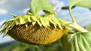 Ayçiçeği tohumu ve yağında gümrük vergisi oranları değişti – Birlik Haber Ajansı