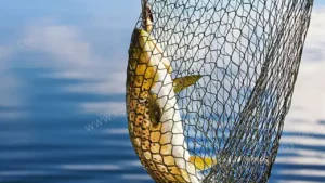 Balıkçılar 1 Eylül’ü heyecanla bekliyor: Yeni sezon umut vadediyor – Birlik Haber Ajansı