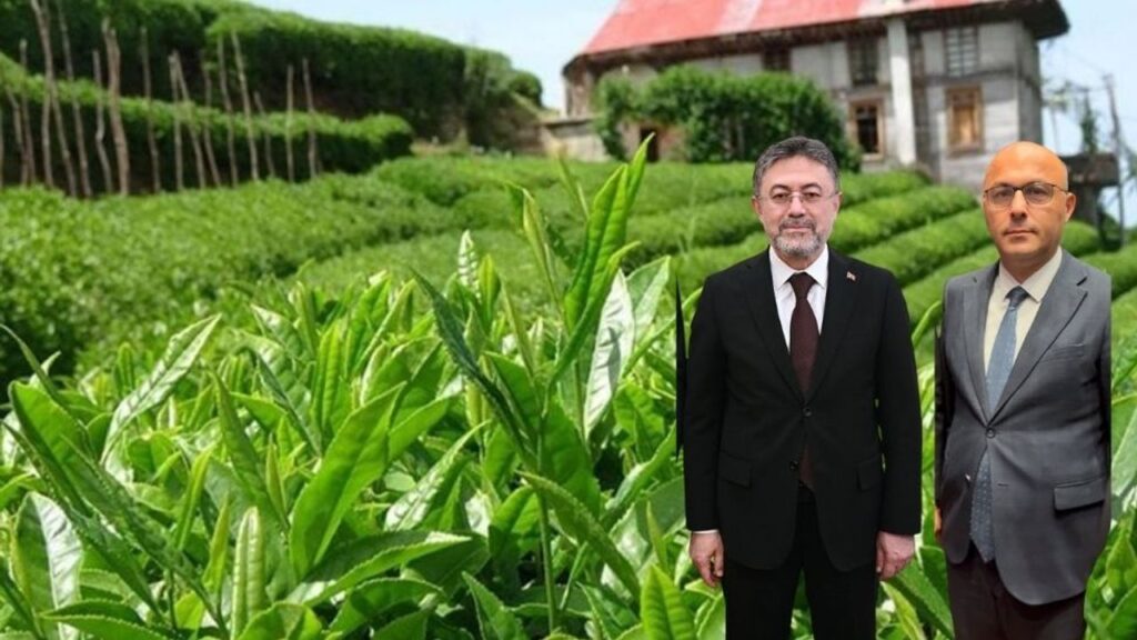 Bakan Yumaklı, BHA’ya konuştu; Çay hasadı…. – Birlik Haber Ajansı