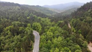 Orman Genel Müdürü Karacabey: Yanan ormanlık alanlar, bölgenin ekolojisine uygun fidanlarla yeniden yeşeriyor – Birlik Haber Ajansı