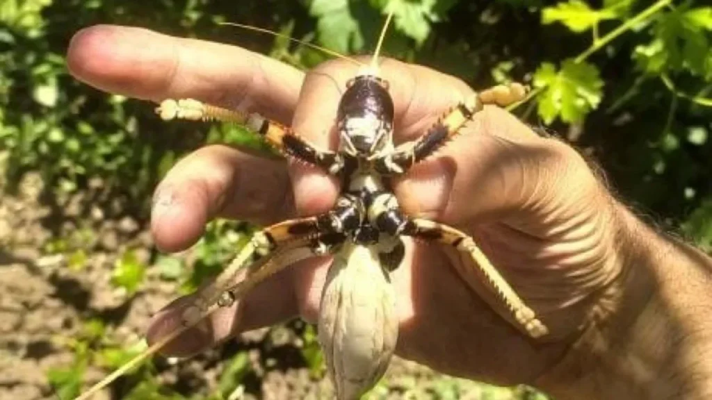 Elazığ’da dev etçil çekirge vatandaşın ilgisini çekti – Birlik Haber Ajansı