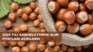 Fındık Taban Fiyatı Açıklandı; Fiyat 195 Lira… – Birlik Haber Ajansı