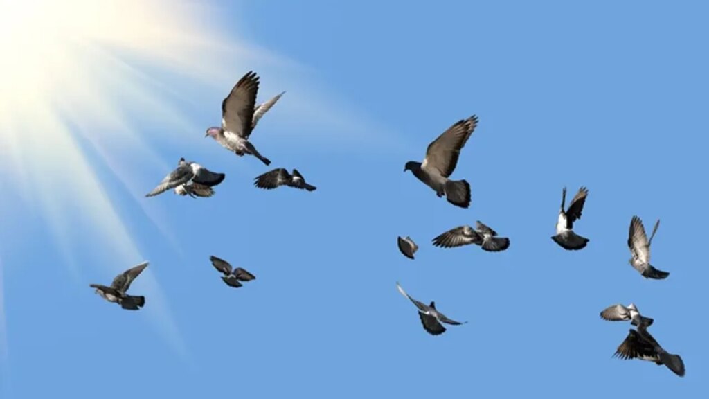 Mumbai’de güvercin beslemek yasaklandı – Birlik Haber Ajansı