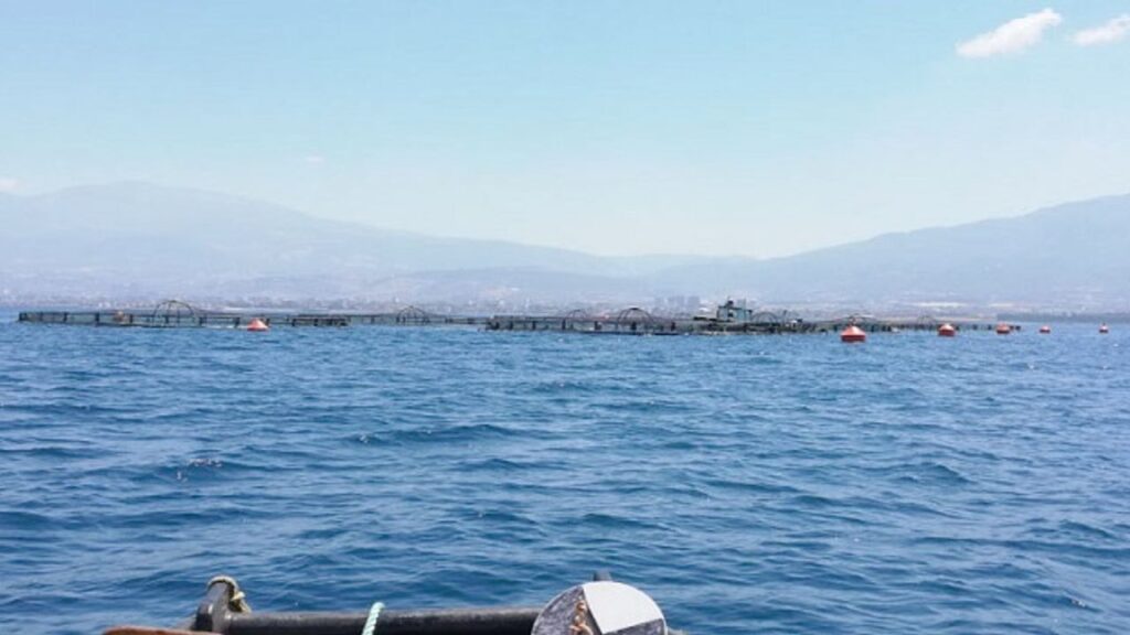 Hatay’ın mavi sularında yetişen balıklar Avrupa sofralarında – Birlik Haber Ajansı