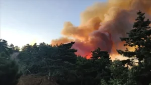 Adana İmamoğlu’nda orman yangını – Birlik Haber Ajansı