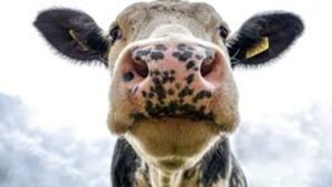 Şap hastalığına karşı aşılamada başarı: 24 ilde hayvan pazarları yeniden açıldı – Birlik Haber Ajansı