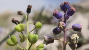 Toros Dağları’nda keşfedilen “Konya Sümbülü” bilim dünyasına tanıtıldı – Birlik Haber Ajansı