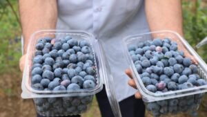 Ordu’nun mavi yemiş’i var – Birlik Haber Ajansı