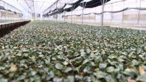 Kışlık fideler üretici ile buluşmak için gün sayıyor – Birlik Haber Ajansı