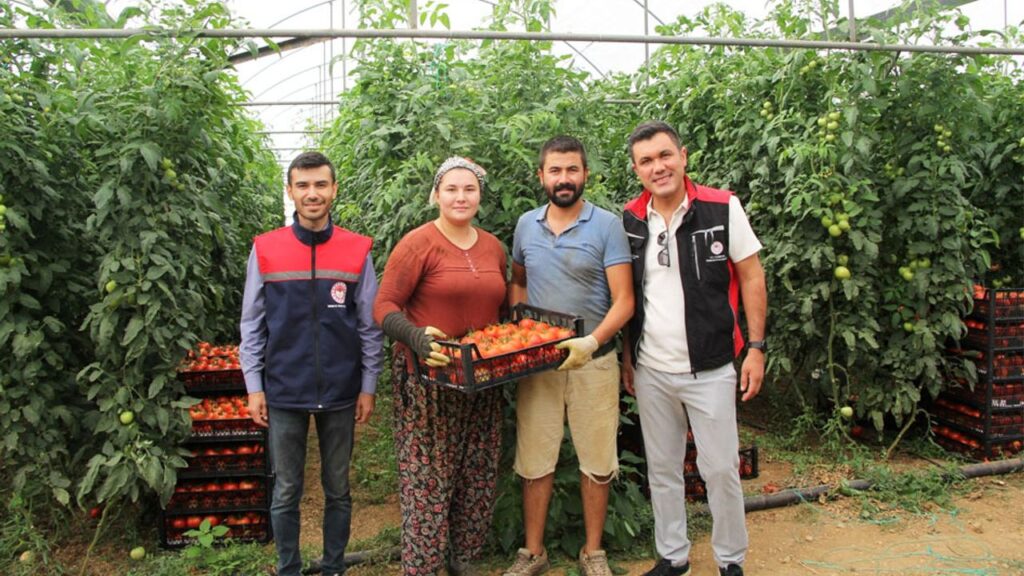 Kırmızı Bereket Atabey seralarında! – Birlik Haber Ajansı