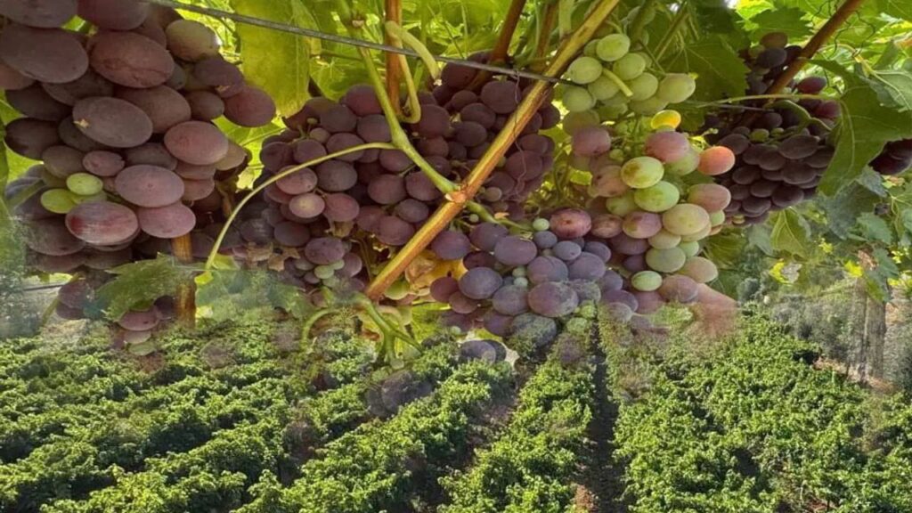 Esnaflıktan toprağa: Enver Öztürk’ün üzümdeki başarı hikayesi – Birlik Haber Ajansı