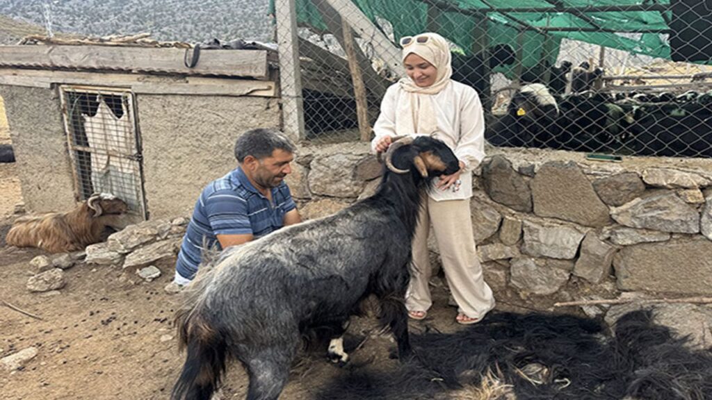 Antalya’da yörüklerin yüzyıllık geleneği yaşatılıyor: Kıl kırkımı – Birlik Haber Ajansı