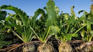 Şeker sektöründe 2025-2026 kotaları açıklandı – Birlik Haber Ajansı