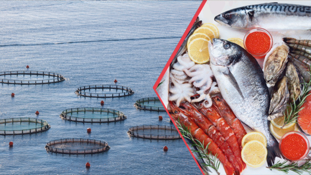 Doğu Karadeniz su ürünleri dünyaya ihraç ediliyor – Birlik Haber Ajansı