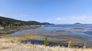 Kırkkepenekli Göleti’nde su çekilmesi balık ölümlerine yol açtı – Birlik Haber Ajansı
