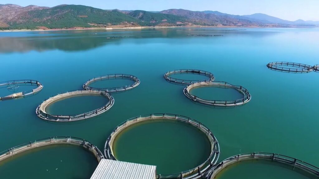 Tokat’ın Almus Barajı’ndan 29 ülkeye balık ihracatı – Birlik Haber Ajansı